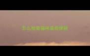 怎么检查猫咪是否便秘