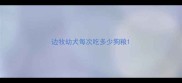 边牧幼犬每次吃多少狗粮