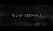 柴犬4个月吃什么