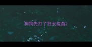 狗狗先打了狂犬疫苗
