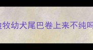 边牧幼犬尾巴卷上来不纯吗