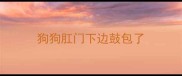 狗狗肛门下边鼓包了