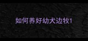 如何养好幼犬边牧