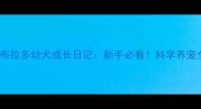 40天拉布拉多幼犬成长日记新手必看科学养宠全攻略