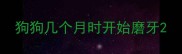 狗狗几个月时开始磨牙