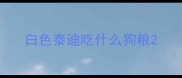 白色泰迪吃什么狗粮