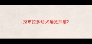 拉布拉多幼犬睡觉抽搐