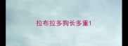 拉布拉多狗长多重