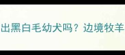 咖啡色边牧会生出黑白毛幼犬吗边境牧羊犬毛色遗传全攻略
