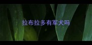拉布拉多有军犬吗
