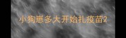 小狗崽多大开始扎疫苗