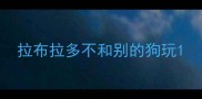 拉布拉多不和别的狗玩