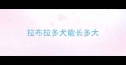 拉布拉多犬能长多大