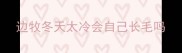 边牧冬天太冷会自己长毛吗