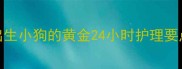 出生小狗的黄金24小时护理要点