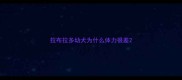 拉布拉多幼犬为什么体力很差