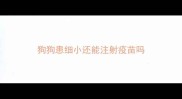 狗狗患细小还能注射疫苗吗
