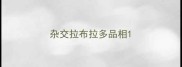 杂交拉布拉多品相