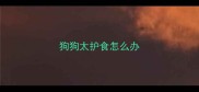 狗狗太护食怎么办