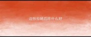 边牧拉稀后吃什么好
