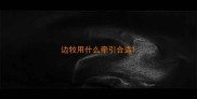 边牧用什么牵引合适