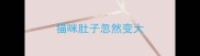 猫咪肚子忽然变大