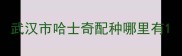 武汉市哈士奇配种哪里有