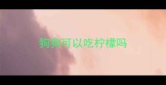 狗狗可以吃柠檬吗