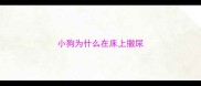 小狗为什么在床上撒尿