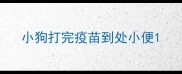 小狗打完疫苗到处小便