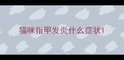 猫咪指甲发炎什么症状