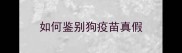 如何鉴别狗疫苗真假
