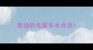 泰迪的毛留多长合适