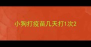 小狗打疫苗几天打1次