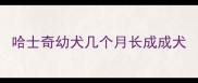 哈士奇幼犬几个月长成成犬