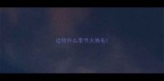 边牧什么季节大换毛