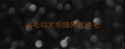金毛幼犬眼睛附近掉毛
