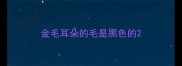 金毛耳朵的毛是黑色的
