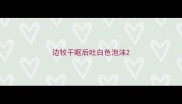 边牧干呕后吐白色泡沫
