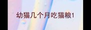 幼猫几个月吃猫粮