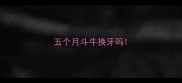 五个月斗牛换牙吗