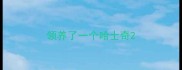 领养了一个哈士奇