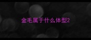 金毛属于什么体型