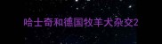 哈士奇和德国牧羊犬杂交
