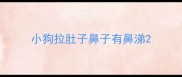 小狗拉肚子鼻子有鼻涕