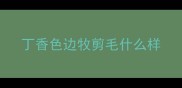 丁香色边牧剪毛什么样