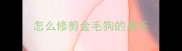 怎么修剪金毛狗的身毛