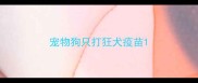 宠物狗只打狂犬疫苗
