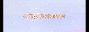 拉布拉多游泳照片