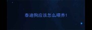 泰迪狗应该怎么喂养